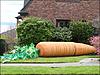 Нажмите на изображение для увеличения
Название: giant20carrot20in20Magnolia1_thumb.jpg
Просмотров: 852
Размер:	67.9 Кб
ID:	9137