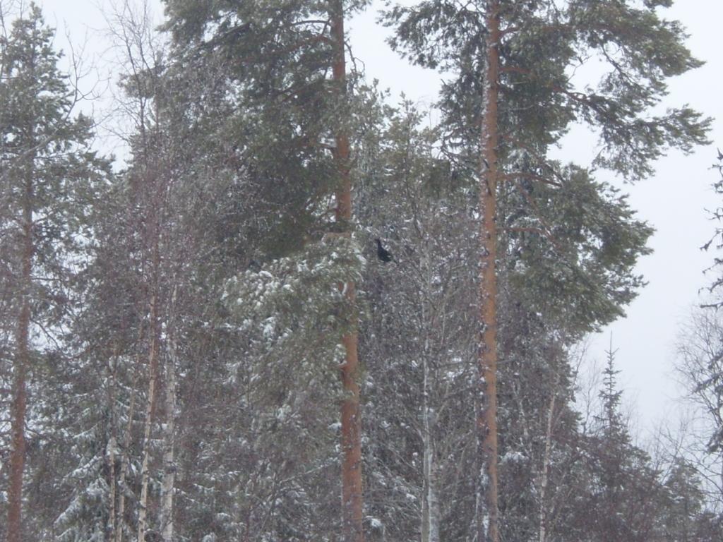 Название: SL741706.JPG
Просмотров: 628

Размер: 195.8 Кб